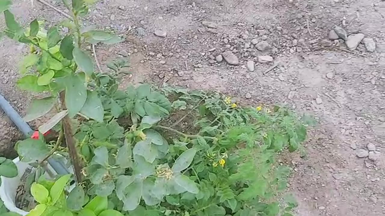 Farming in Oman