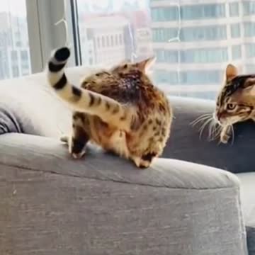 Don't_try_to_hold_back_your_laughter😹