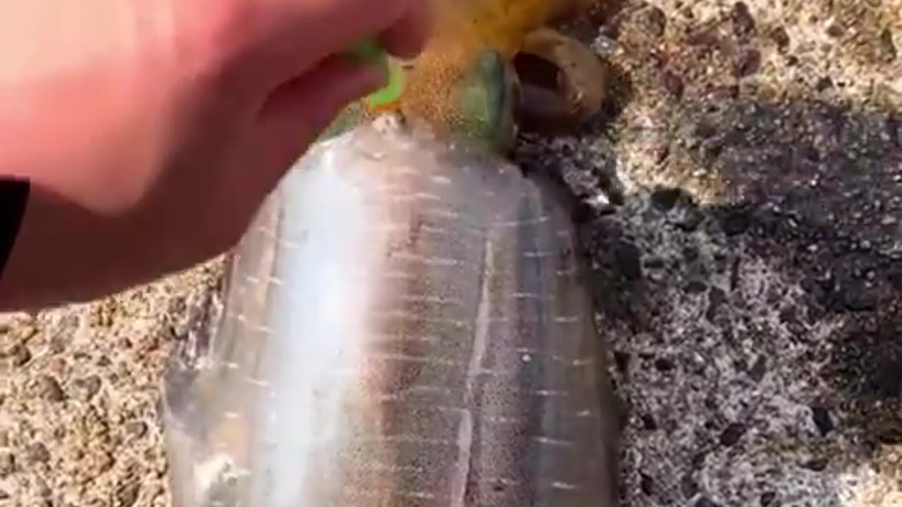 This fish changes its color 😱