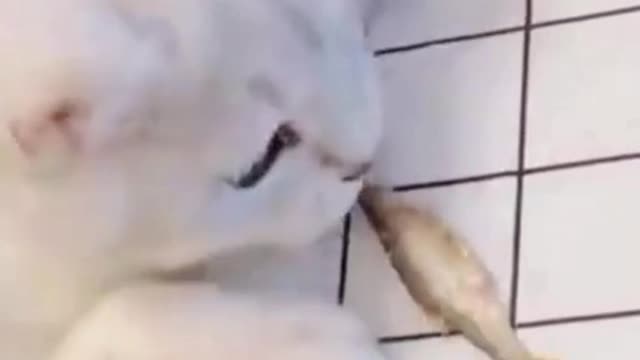 Watch this pets go crazy, really funny and cute