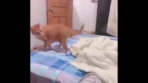 Cute pets playing.....