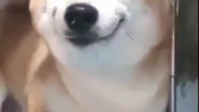 Smiling dog