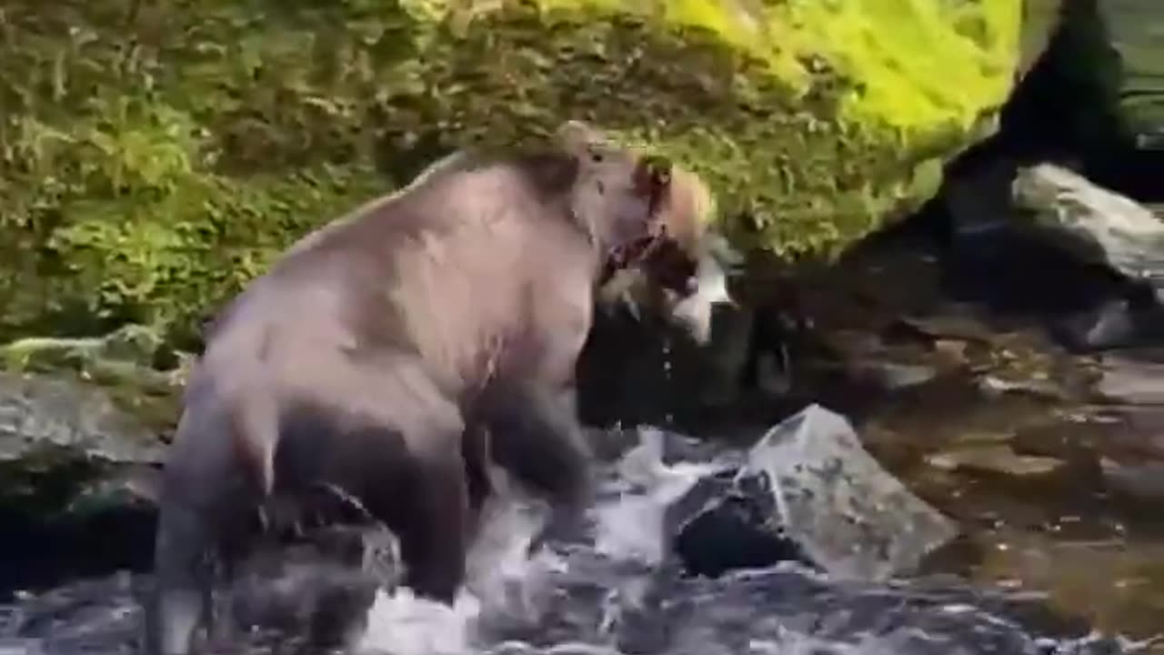 How grizzly bear catches salmon???