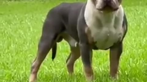 pitbull dog