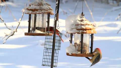 A very cool video of a group of birds eating food in a snowy area
