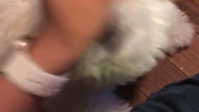 White dog runs from owner and tips over blue bed