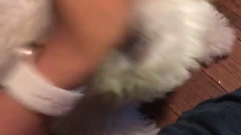 White dog runs from owner and tips over blue bed