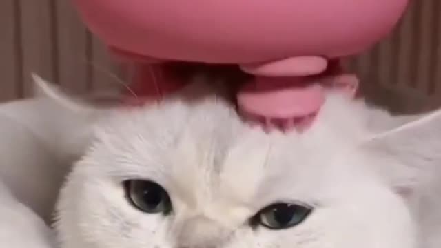Cat funny or funny cat video