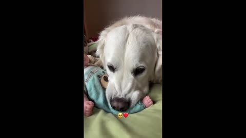 Barking Mad: Dogs Caught in Hilarious Situations
