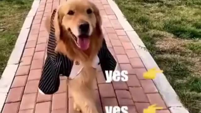 Funny Dog Videos try not to laugh - Cute DOG go to catwalk #short 2022.