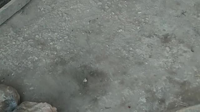Chicken running away from camera😄😄