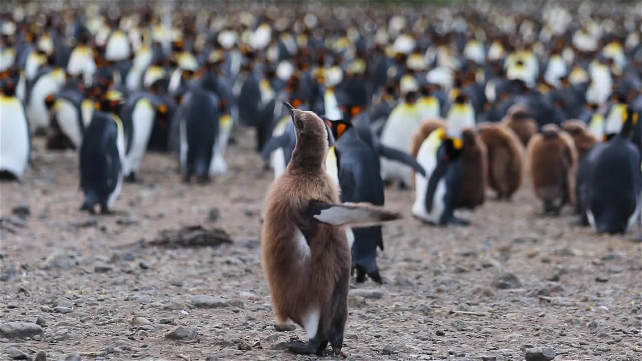 very cute penguin