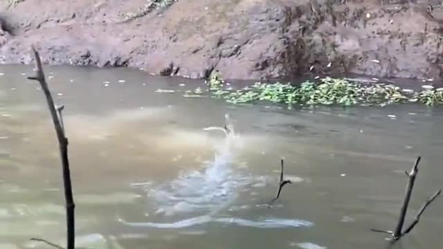 Amazing Jump & Running on Water Skill - Wild Animals