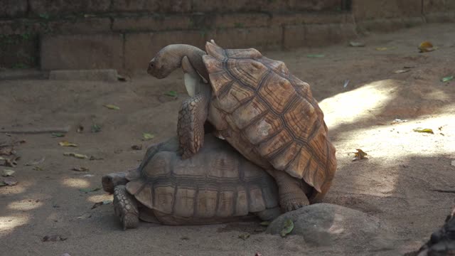 Watch How wild turtles mate