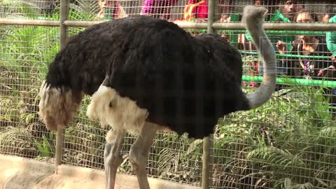 Ostrich bird