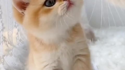 Cute baby animals Videos Compilation cute moment of the animals - Cutest Animals #short