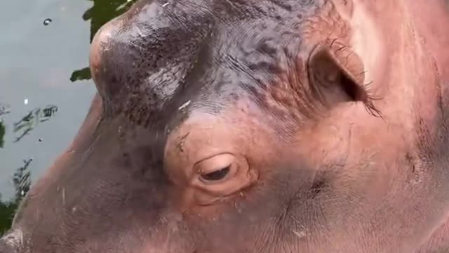 Hippo family, go out to eat watermelon