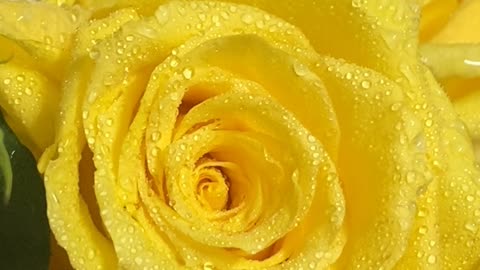 Gorgeous yellow rose