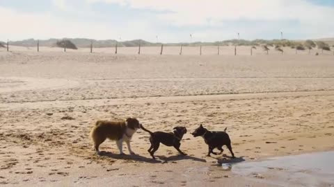 DOGS PLAYING IN THE SAND OF THE BEACH