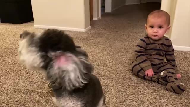 Cute Babies Playing With Dogs Compilation | Funny Baby And Pets