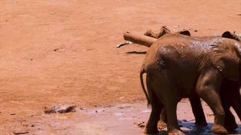 Elephants help each other