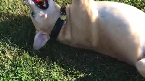 Brown dog laying on grass playing with yellow and red toy