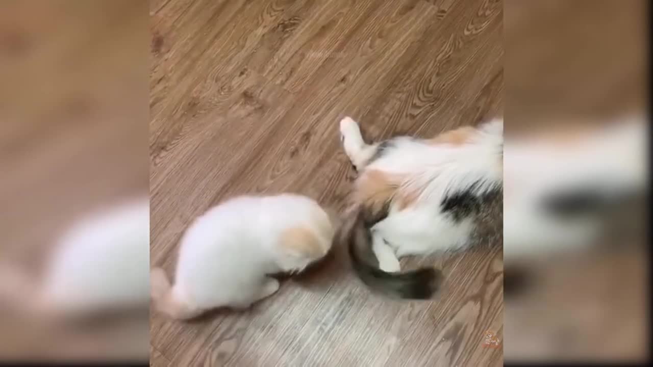 Baby Cats, Cute and Funny Cats Videos.