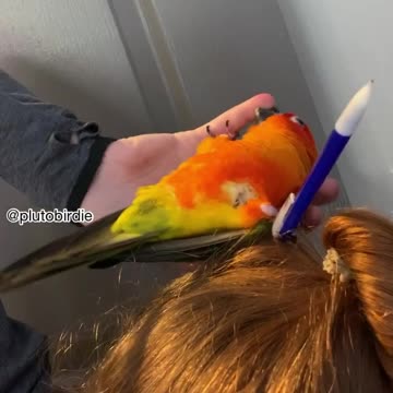 I Caught The Pencil Thief!