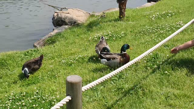 A duck that's not afraid of people.