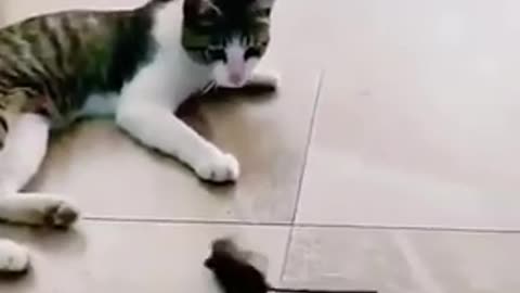 Cat and rat funny video