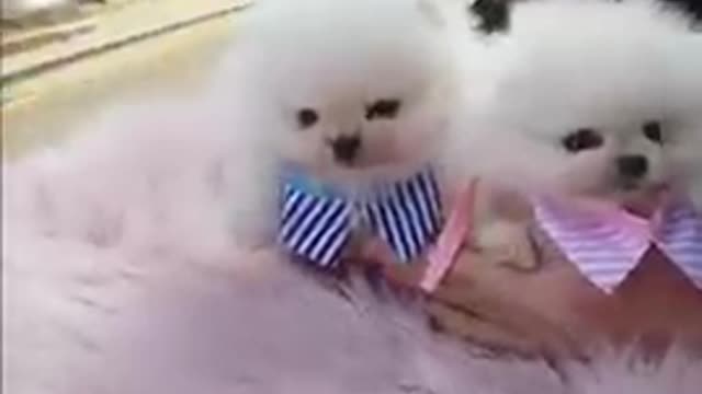 Baby Dogs 🐶 Cute and Funny Dog Videos Puppy Dogs Compilation