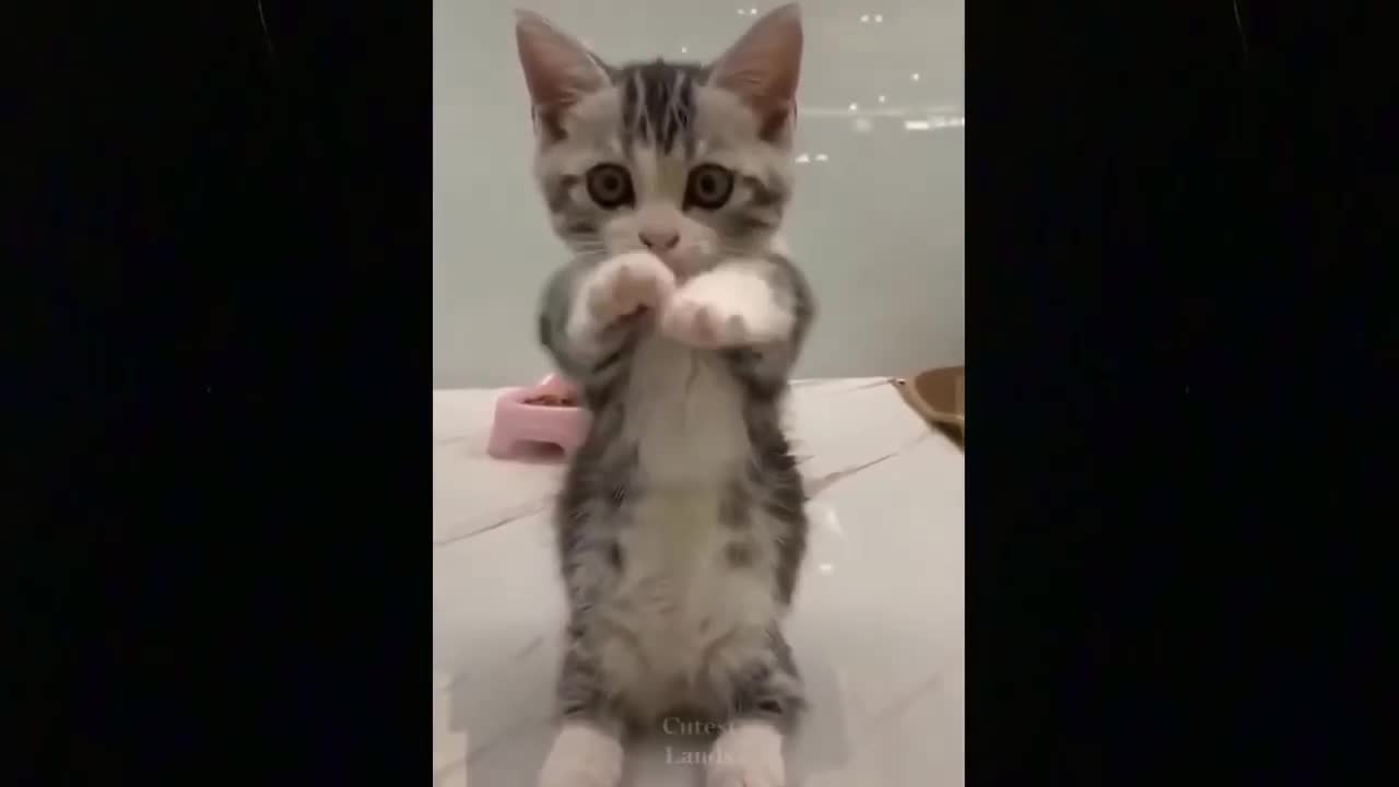 Dancing Cat - Try Not To Laugh