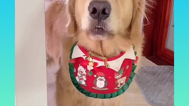 Soo cute and very funny 😄 dog short video with blow your mind 2021 best dog video