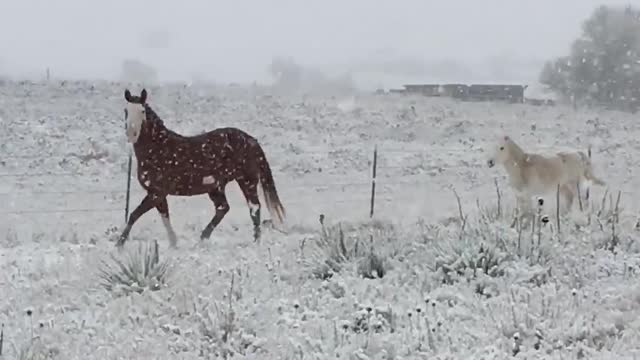 Horses Enjoying the First Snow Fall of the Year