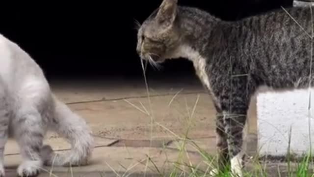 Two real cats fight 😲😳🤔