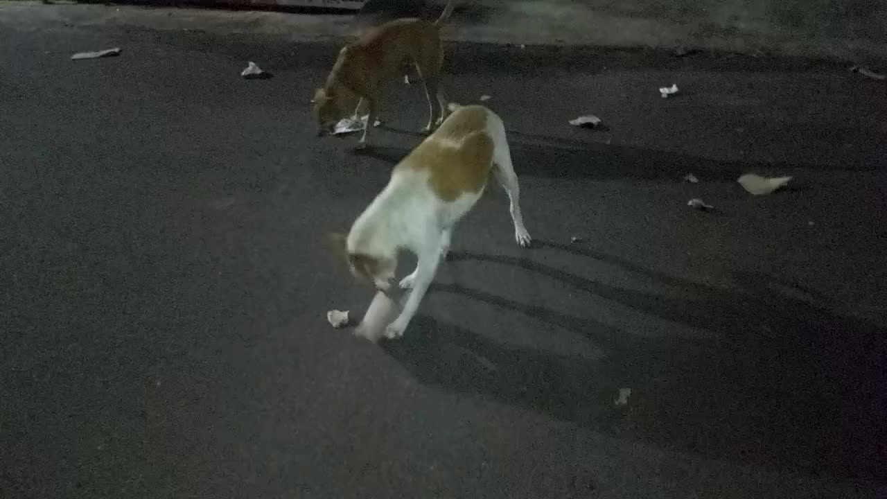 Dog fight for a cardboard