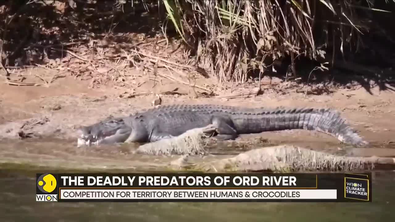 WION Climate Tracker | Surge in crocodile numbers in Australia | World News | English News | WION