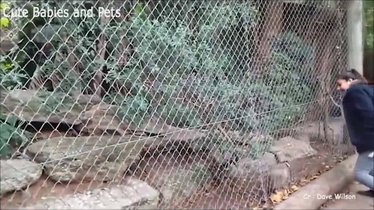 best animal bloopers