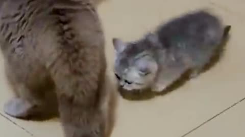 Cats funny video