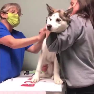 I've been laughing for a full minute