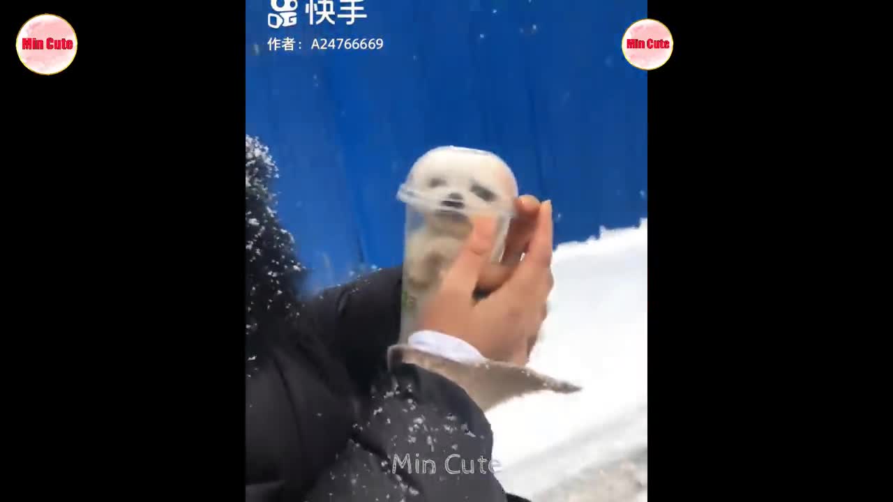 😍 Funny and Cute Pomeranian #17
