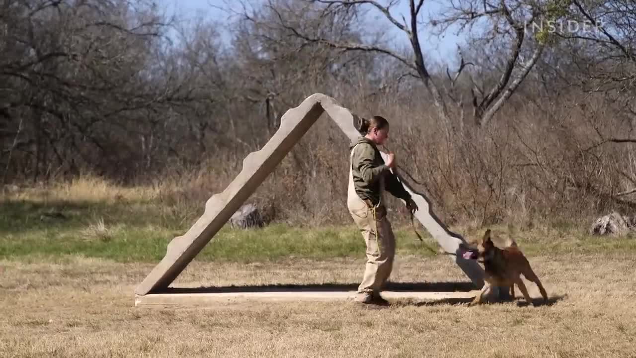 How Military Dogs Are Trained/Boot Camp