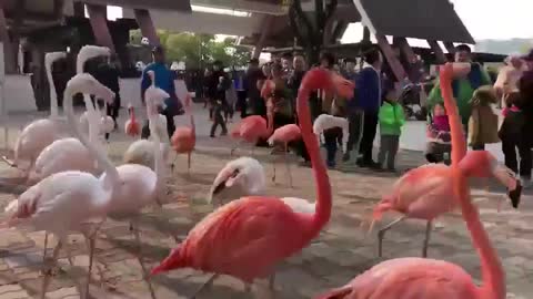 flamingos