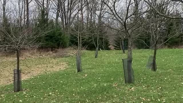 Cloudy morning in the orchard with bird song