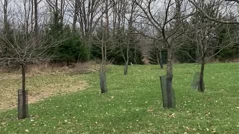 Cloudy morning in the orchard with bird song