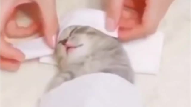 Cute kitten head massage ;)