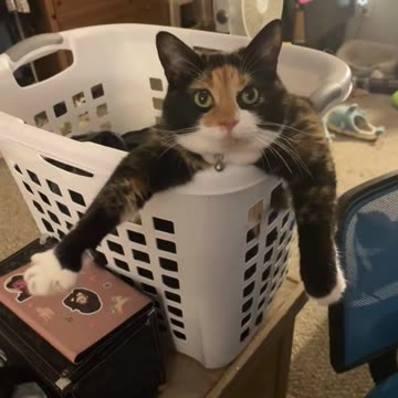 I need a lift me up meow ! 😂