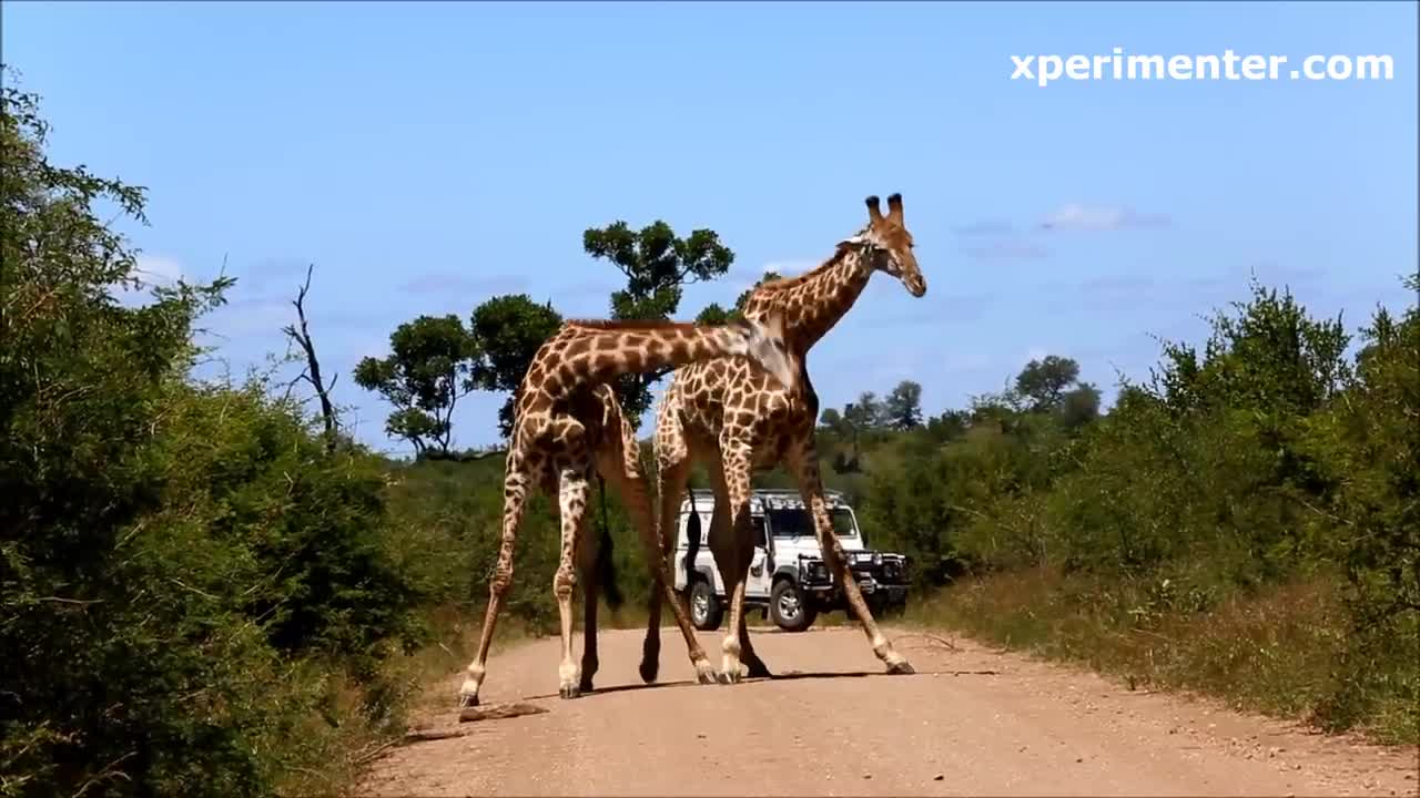 giraffe dance