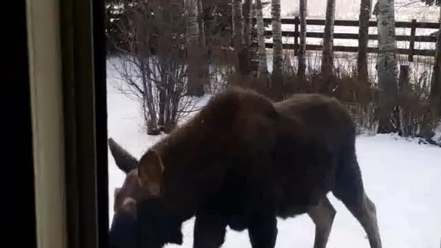 Moose Meet