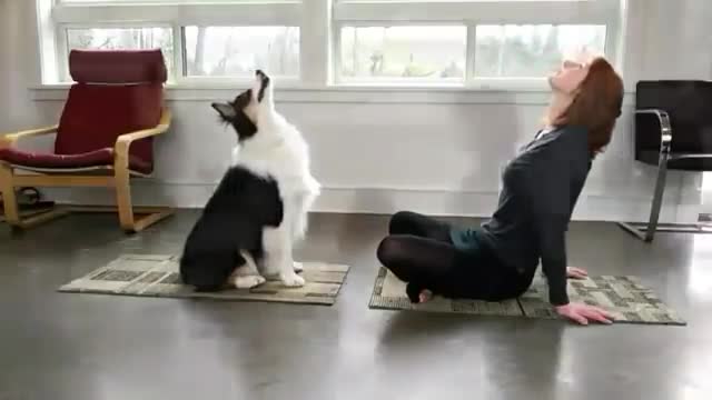 Dog Is Doing Yoga With His Owner 🙌🏼🐶👌👏🏼 Watch This 👈🏼